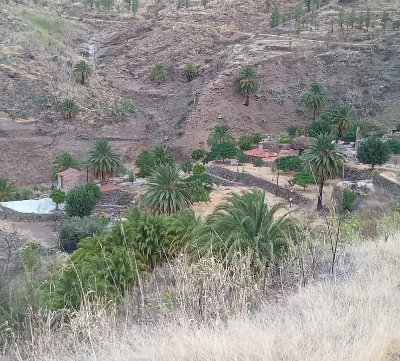 Vista de varias palmeras