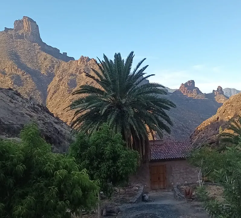 Palmera junto a casa en montaña